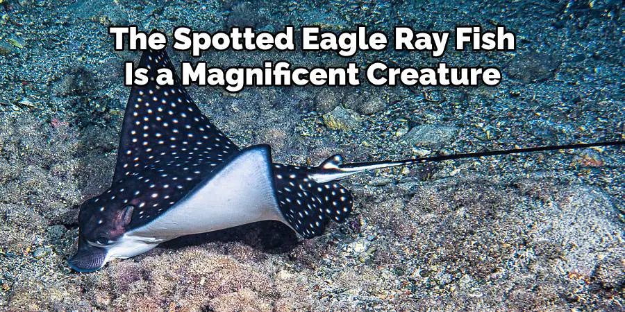 The Spotted Eagle Ray Fish Is a Magnificent Creature