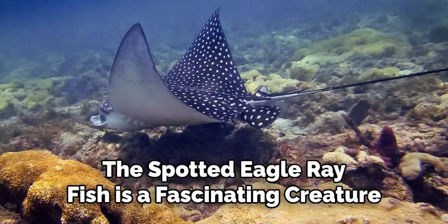 The Spotted Eagle Ray Fish is a Fascinating Creature