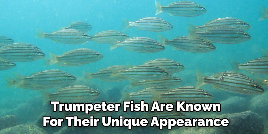 Trumpeter Fish Are Known For Their Unique Appearance