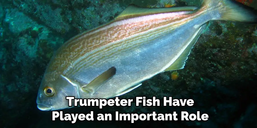 Trumpeter Fish Have Played an Important Role