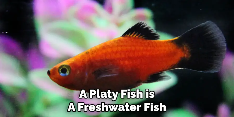 A Platy Fish is A Freshwater Fish