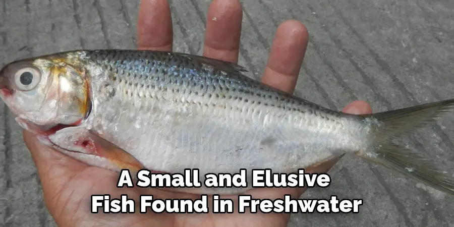 A Small and Elusive Fish Found in Freshwater