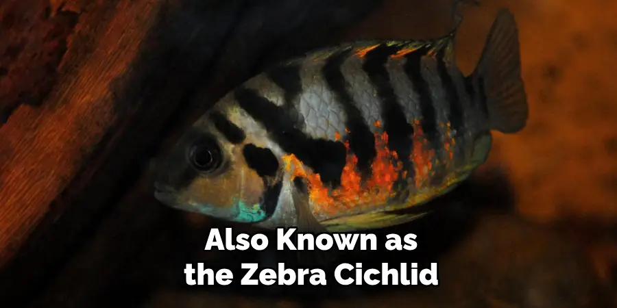 Also Known as the Zebra Cichlid