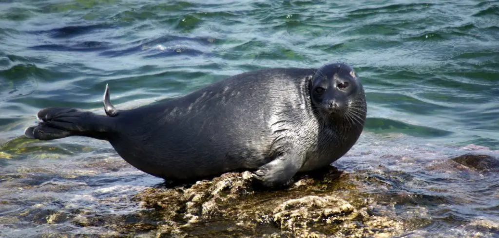 Baikal Seal Spiritual Meaning, Symbolism and Totem