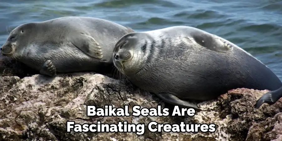 Baikal Seals Are Fascinating Creatures