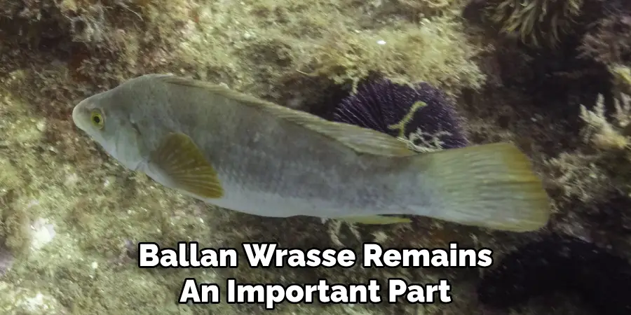 Ballan Wrasse Remains An Important Part