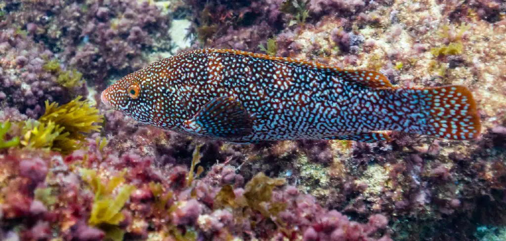 Ballan Wrasse Spiritual Meaning