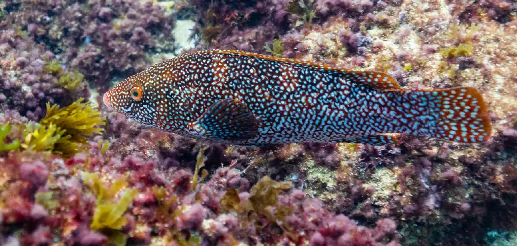 Ballan Wrasse Spiritual Meaning