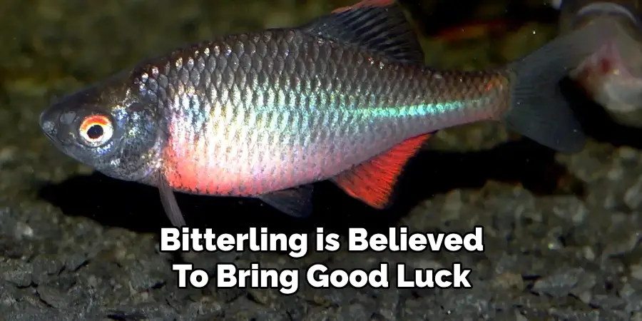 Bitterling is Believed To Bring Good Luck