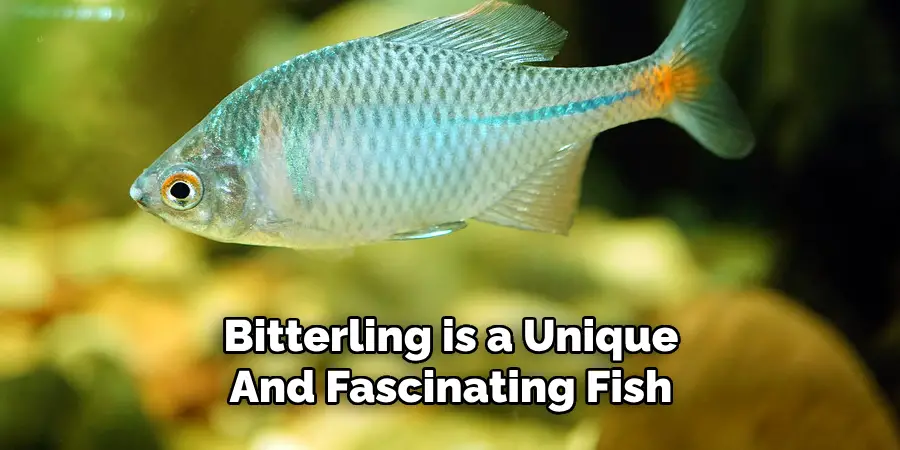 Bitterling is a Unique And Fascinating Fish