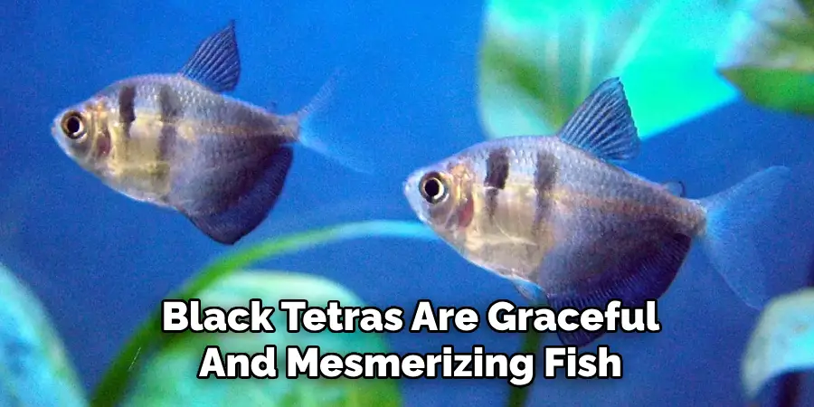 Black Tetras Are Graceful And Mesmerizing Fish