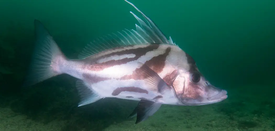 Boarfish Spiritual Meaning