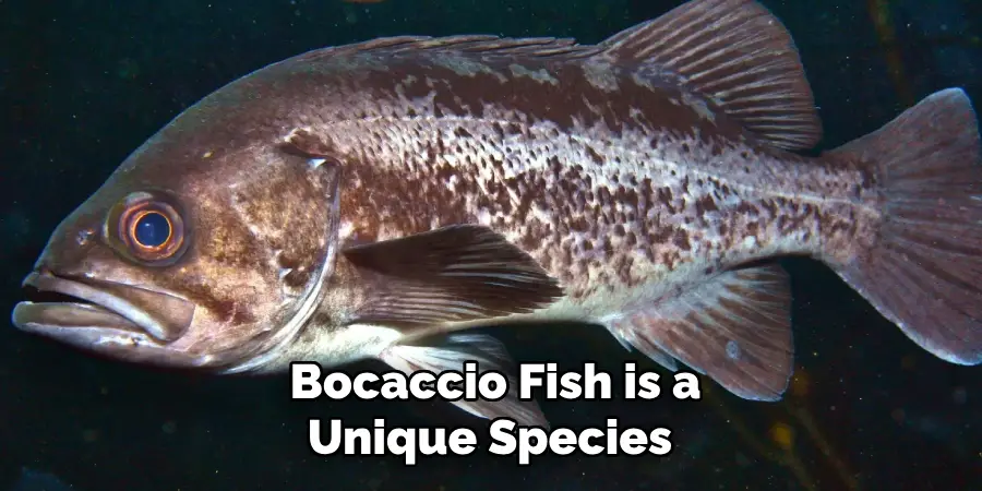 Bocaccio Fish is a Unique Species