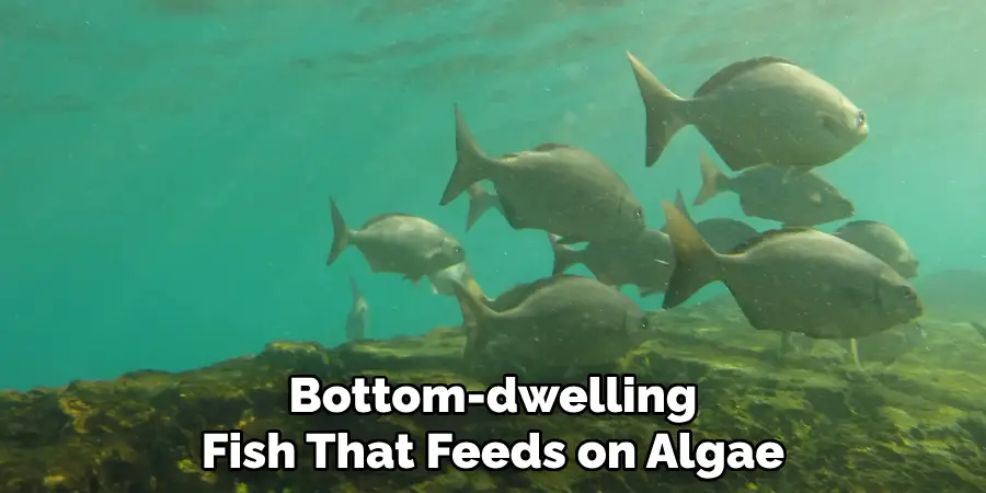 Bottom-dwelling Fish That Feeds on Algae