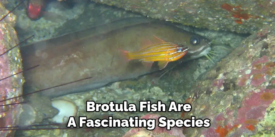 Brotula Fish Are A Fascinating Species