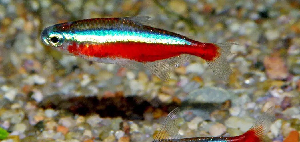 Cardinal Tetra Spiritual Meaning