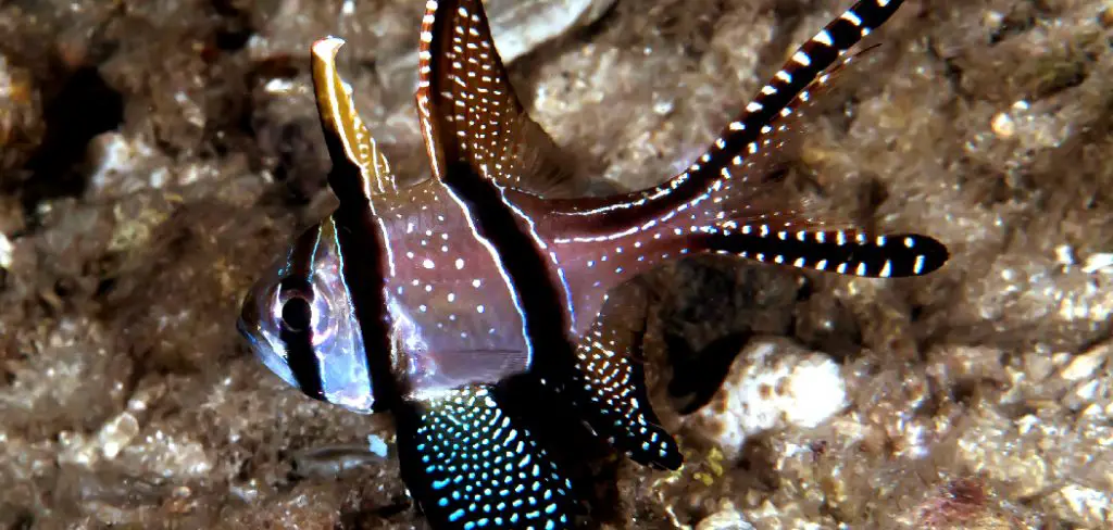 Cardinalfish Spiritual Meaning