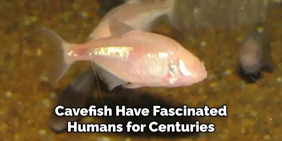 Cavefish Have Fascinated Humans for Centuries