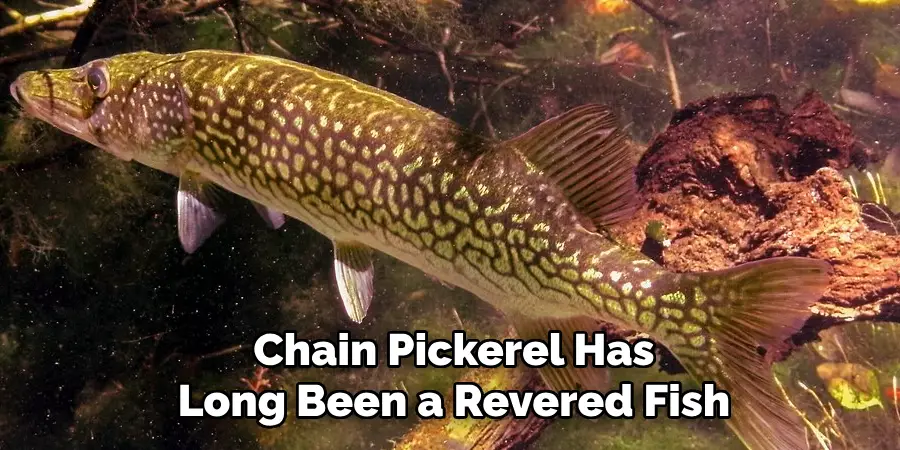 Chain Pickerel Has Long Been a Revered Fish