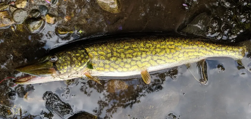 Chain Pickerel Spiritual Meaning