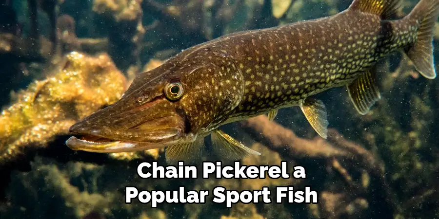 Chain Pickerel a Popular Sport Fish