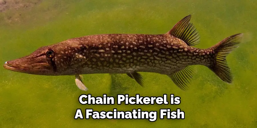 Chain Pickerel is A Fascinating Fish