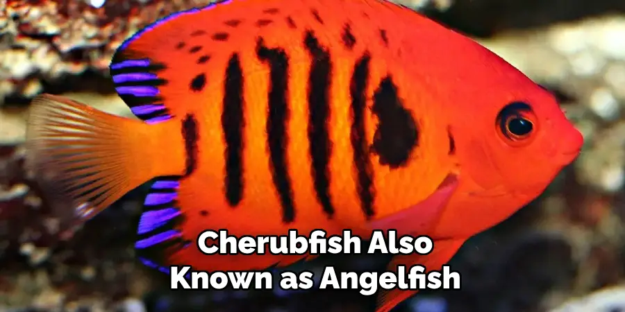 Cherubfish Also Known as Angelfish