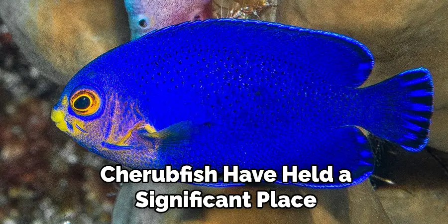 Cherubfish Have Held a Significant Place