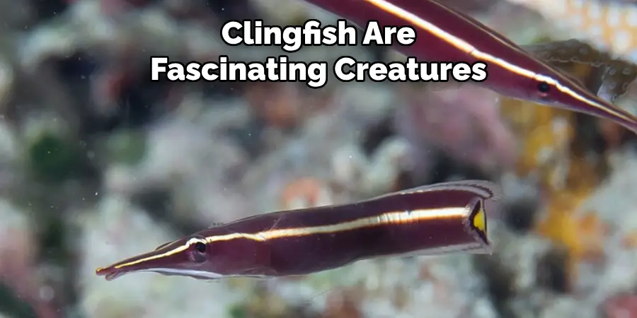 Clingfish Are Fascinating Creatures