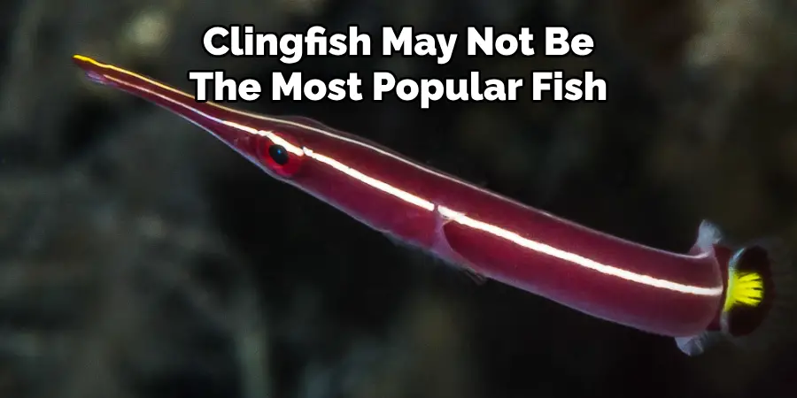 Clingfish May Not Be The Most Popular Fish