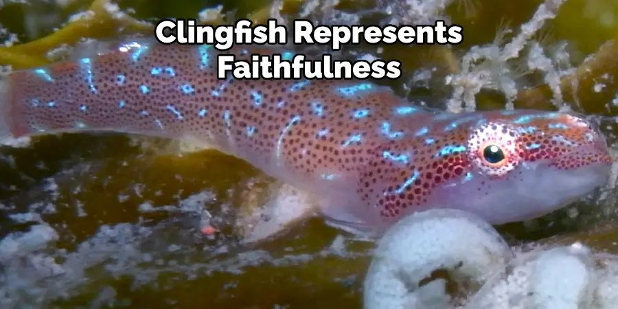 Clingfish Represents Faithfulness