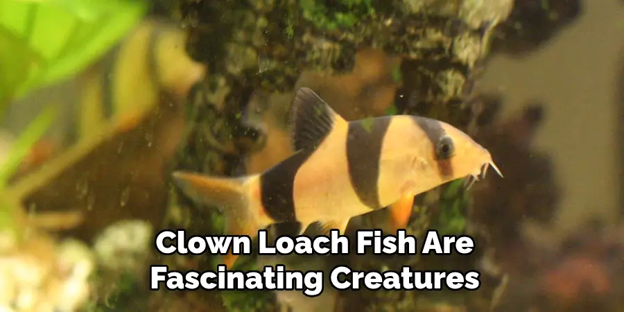 Clown Loach Fish Are Fascinating Creatures