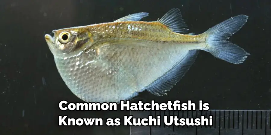 Common Hatchetfish is Known as Kuchi Utsushi