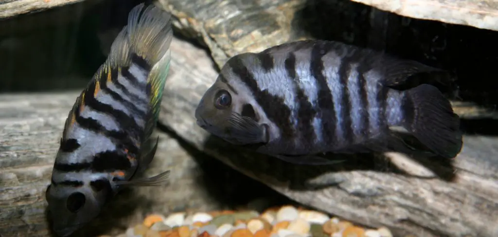 Convict Cichlid Spiritual Meaning