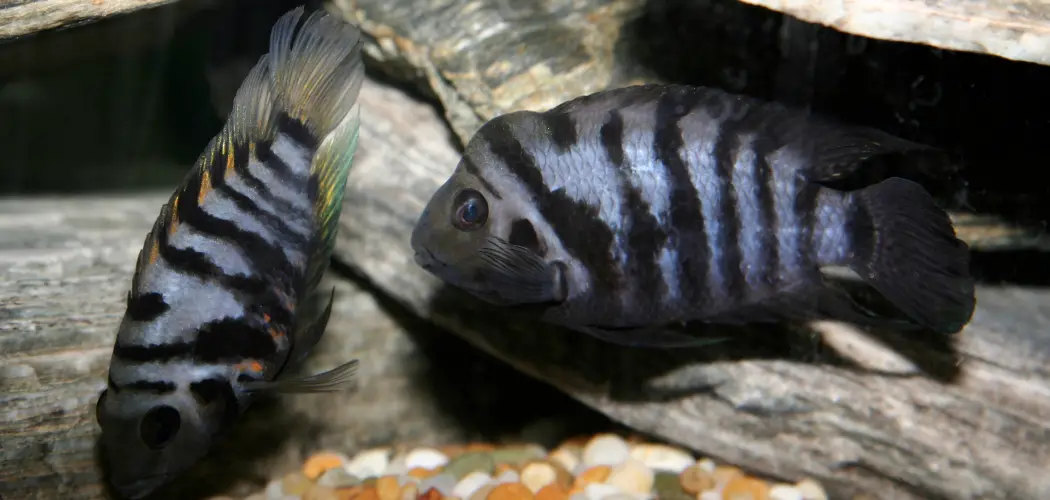 Convict Cichlid Spiritual Meaning