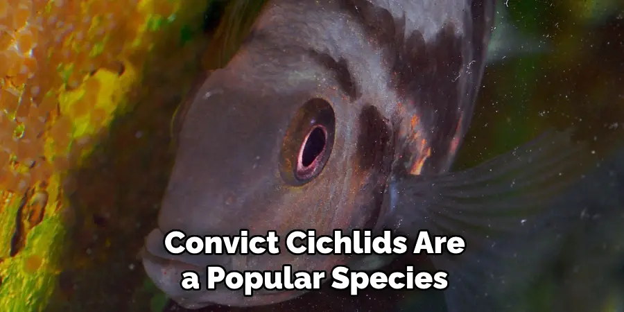 Convict Cichlids Are a Popular Species