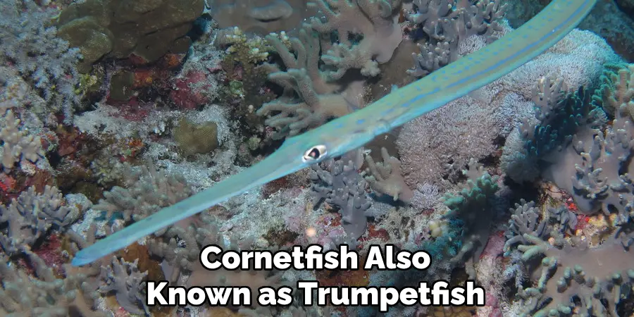 Cornetfish Also Known as Trumpetfish