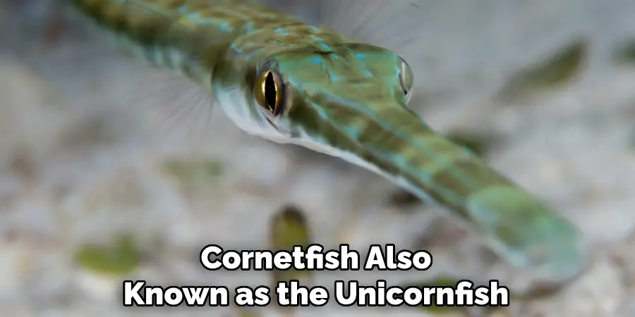 Cornetfish Also Known as the Unicornfish