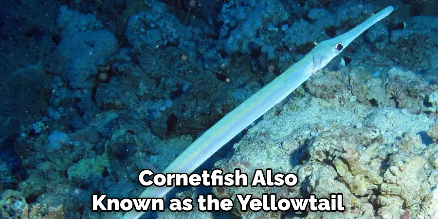 Cornetfish Also Known as the Yellowtail