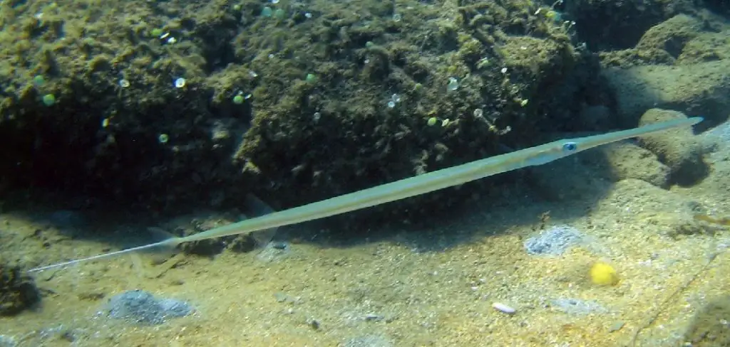 Cornetfish Spiritual Meaning