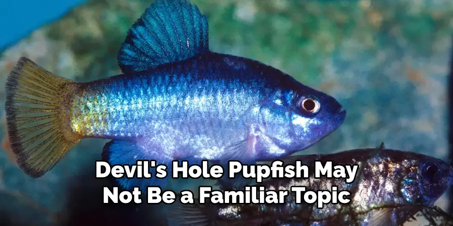 Devil's Hole Pupfish May Not Be a Familiar Topic