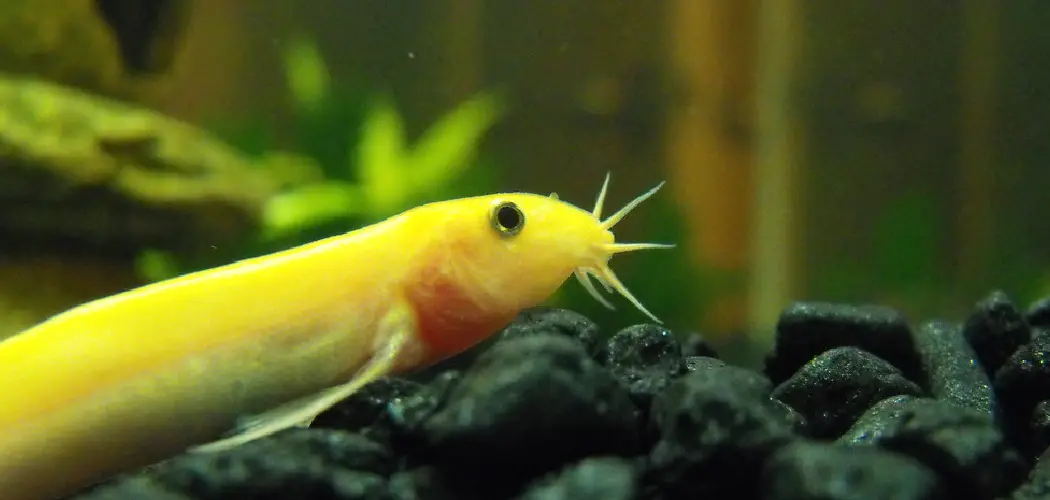 Dojo loach Spiritual Meaning