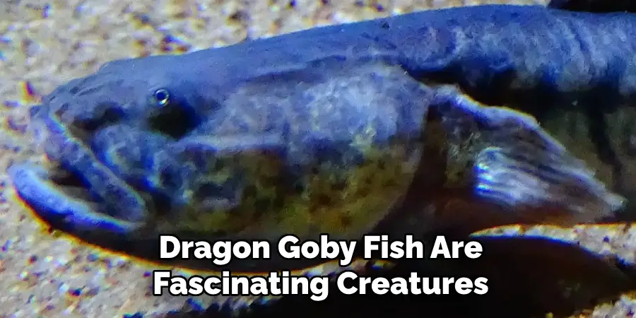 Dragon Goby Fish Are Fascinating Creatures