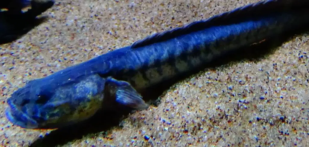 Dragon Goby Spiritual Meaning