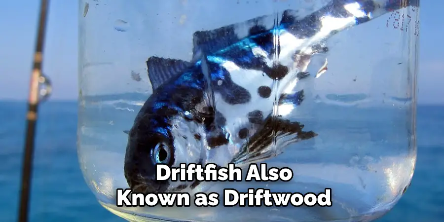 Driftfish, Also Known as Driftwood