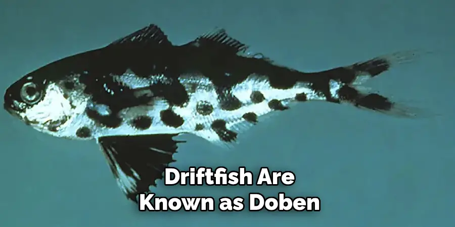 Driftfish Are Known as Doben