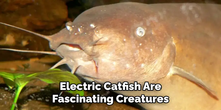 Electric Catfish Are Fascinating Creatures