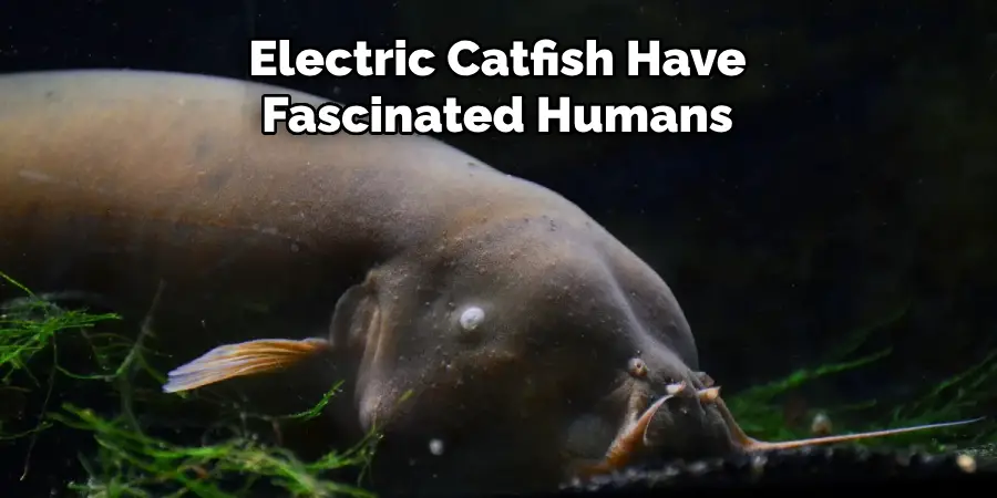 Electric Catfish Have Fascinated Humans