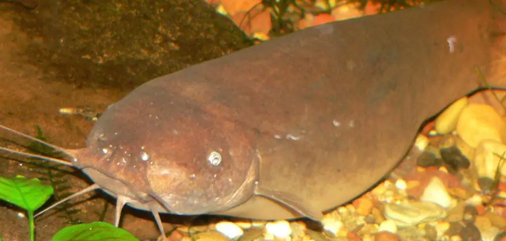 Electric Catfish Spiritual Meaning