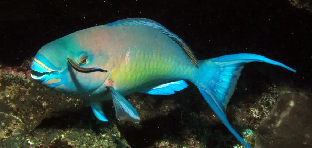 Ember Parrotfish Spiritual Meaning